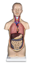 Mini Human Torso 12-Part U550580