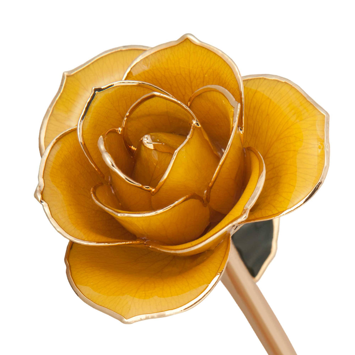 24K Gold Dipped Laquered Rose A613132